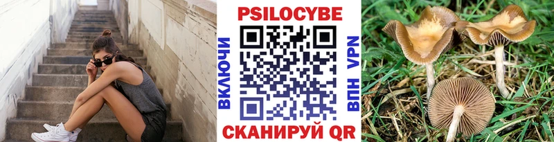 Купить  Кирс  Псилоцибиновые грибы Cubensis 